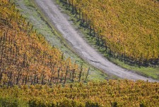 Guter Wein, aber geringere Menge. Darum wird der 2013-Jahrgang teurer. Archiv-Foto: Marcus Stölb