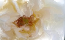"Weiße Blume" von Minerva Minnettie.