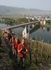 Wanderer beim Wein-Wander-Wochenende in der Steillage "Trittenheimer Apotheke" an der Mosel. Foto: Ansgar Schmitz